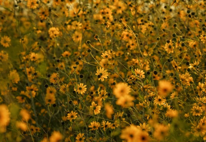 How to see fall wildflowers in Central Florida