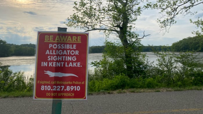 Suspected Alligator Spotted in Oakland County Lake