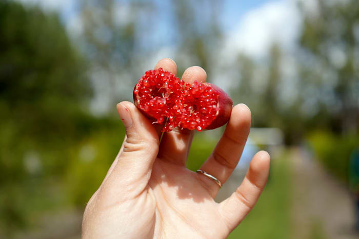 Is this going to be the next big fruit in Florida? Here’s the skinny