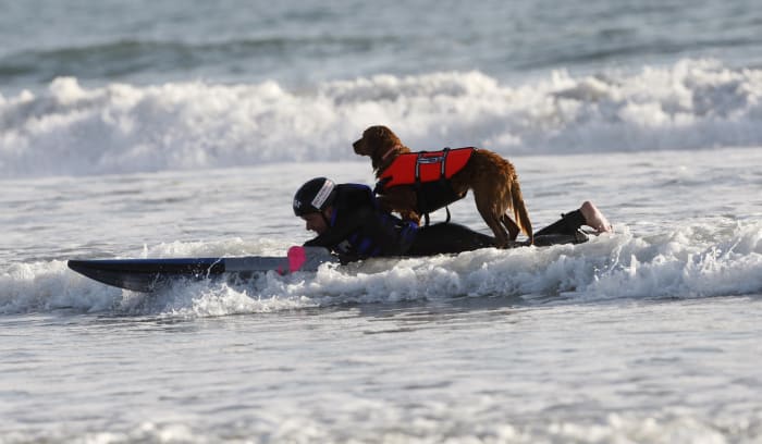 Ricochet San Diegos surfing therapy dog dies at 15 Ricochet San Diegos surfing therapy dog dies at 15