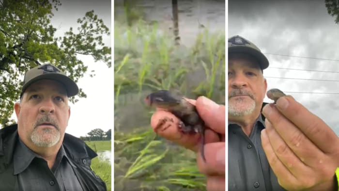 Sheriff saves 'I don't know what it is' baby animal as rescue workers go door-to-door in Trinity County - Vimarsana News