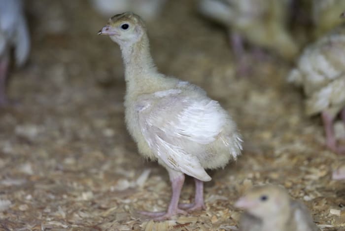 Deadly bird flu reappears in US commercial poultry flocks in Utah and South Dakota