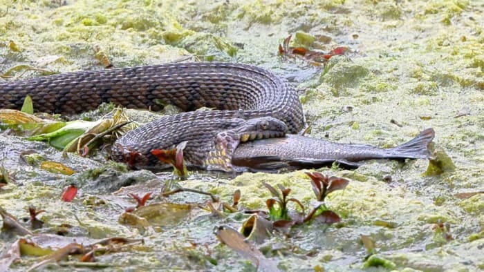 Crazy photo shows snake eating fish at Landa Park in New Braunfels Crazy photo shows snake eating fish at Landa Park in New Braunfels