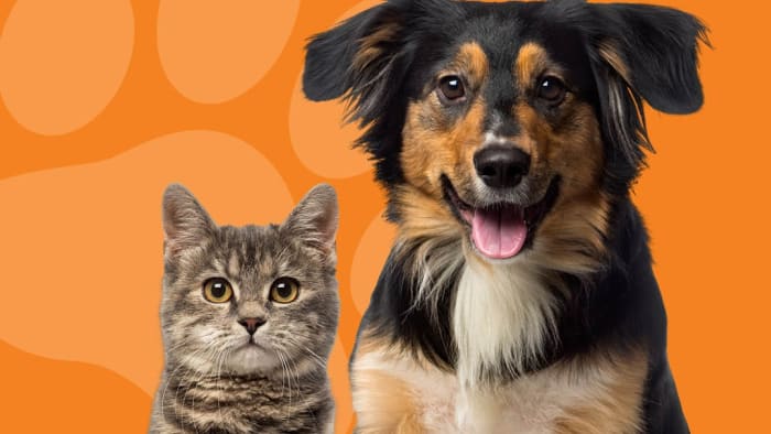 San Antonio shelters present pet adoption specials for Fiesta San Antonio shelters present pet adoption specials for Fiesta