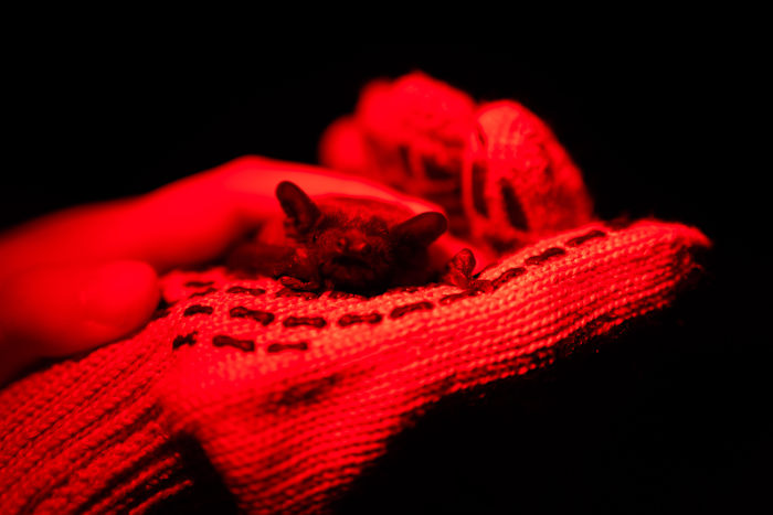 After harsh winter, Ukrainians find joy in releasing bats rescued from war