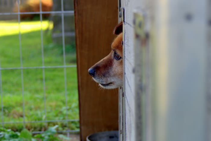WARNING: Latest BARC scam claims to have found lost pets, asking owners to pay $250 for fake microchipping fee - Vimarsana News