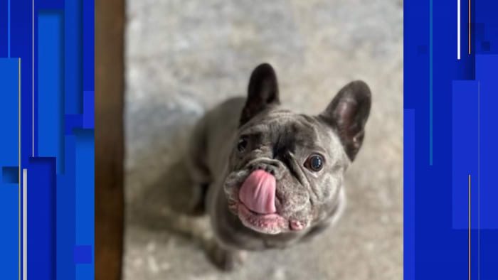 Lawsuit filed against Galleria-area Dogtopia after French bulldog dies of heat stroke - Vimarsana News