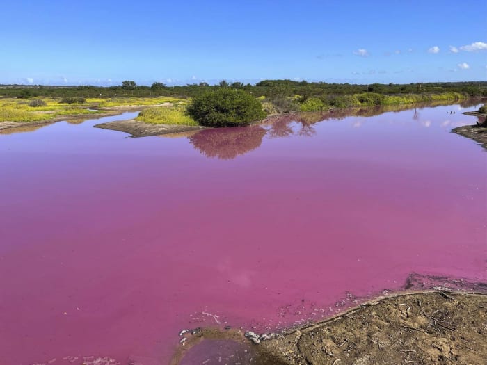 Wildlife refuge pond in Hawaii mysteriously turns bright pink. Drought may be to blame
