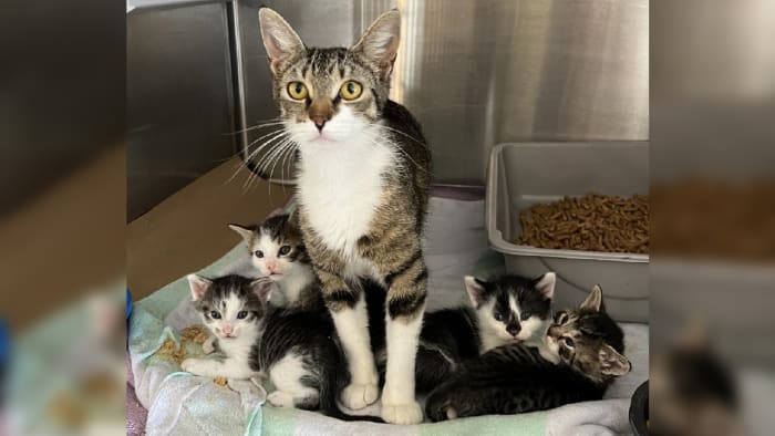 Sumter County calls on citizens for help fostering kitten families