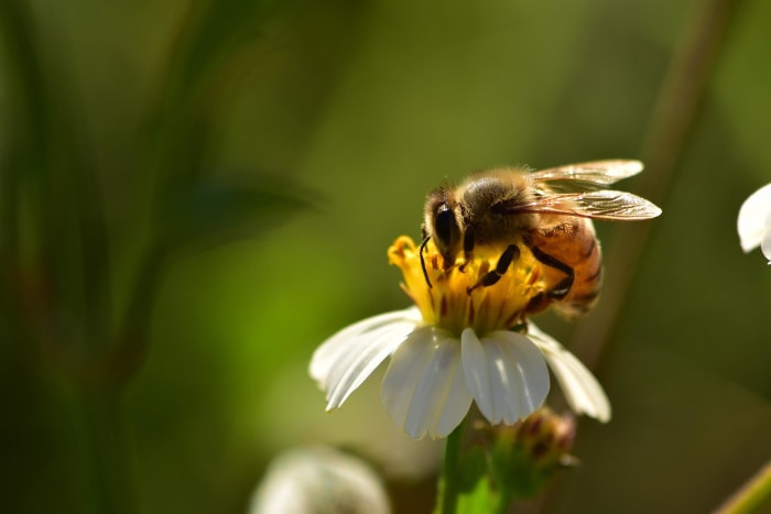 Have a good time Pollinator Week and assist save the bees that pollinate our meals