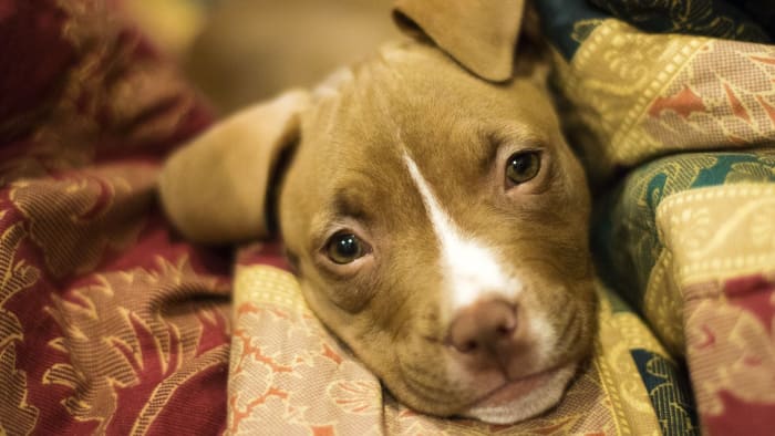 Detroit residents can register to have their dogs spayed or neutered for free during 3-day event