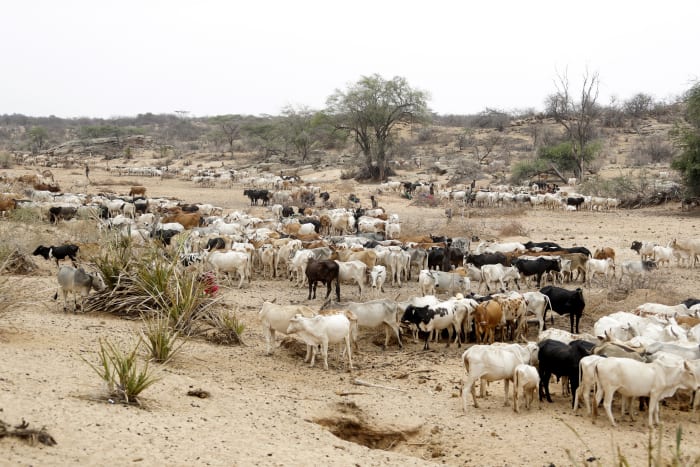 5 countries in East and southern Africa have anthrax outbreaks, WHO says, with 20 deaths reported