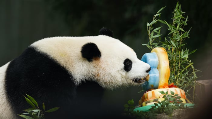 IN PHOTOS: Giant pandas in Washington, D.C. through the years
