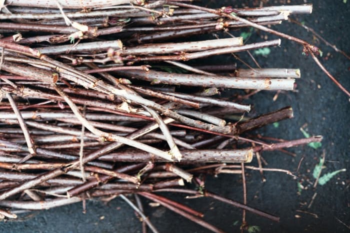 Ann Arbor to resume seasonal curbside compost collection on March 27 - Vimarsana News