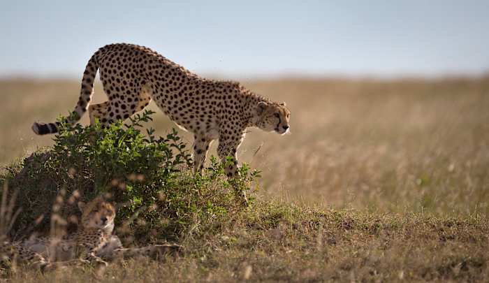 How a sperm bank for cheetahs might one day save the fastest land animal