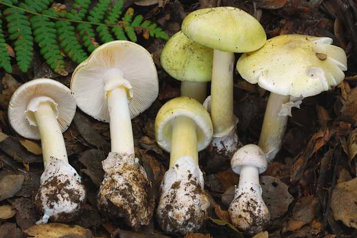 4 people have died from eating death cap mushrooms as they spread in California after rains