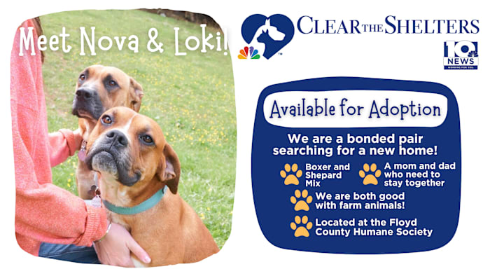 Clear the Shelters | Nova and Loki are a perfect couple ready for their honeymoon!