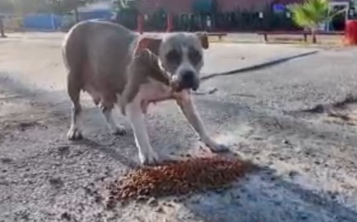 Los voluntarios luchan contra el abuso animal en el “corredor brutal” de Houston Los voluntarios luchan contra el abuso animal en el “corredor brutal” de Houston