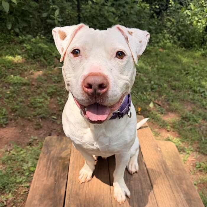 Adopt a Fun, Independent Dog Who Loves Affection