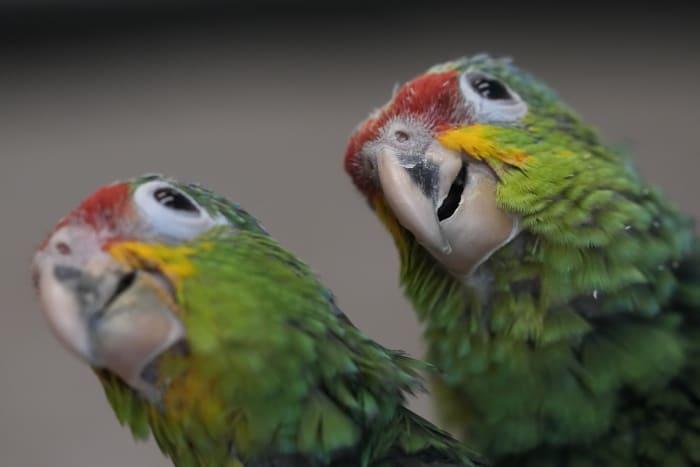 Chirping sounds lead Miami airport officials to bag filled with smuggled parrot eggs