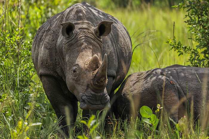 On World Rhino Day, South Africa marks progress but still loses a rhino daily to poachers