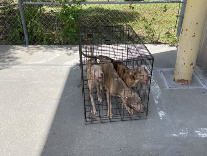 'Deplorable conditions': Dogs dumped in front of two north Harris County fire stations - Vimarsana News