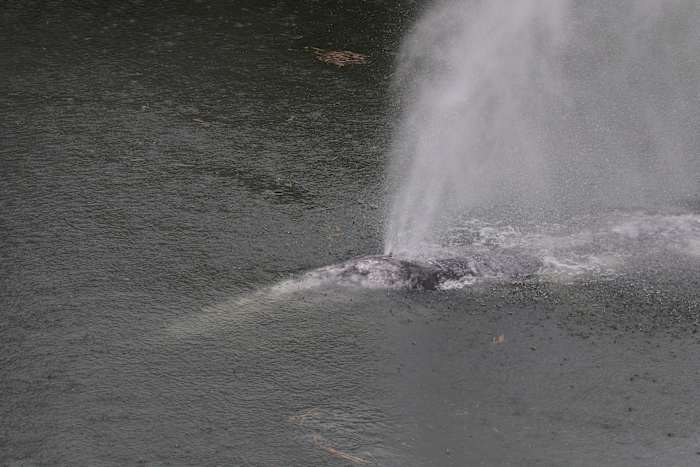 A gray whale that swam 20 miles up a Washington state river is found dead