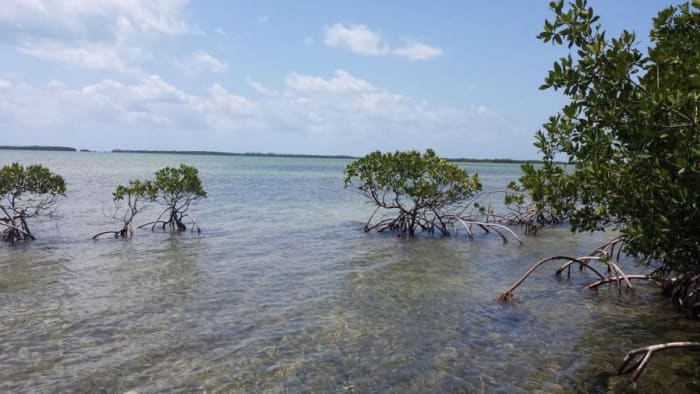 A deadly disease is attacking Florida mangroves. UCF researchers think they have a solution