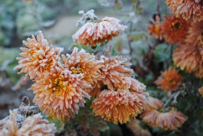 Protecting your plants as coldest air of the season settles into Central Florida