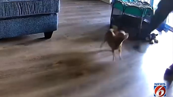 Florida HVAC worker caught on dog-treat dispenser video kicking homeowner's dog, Sanford police say