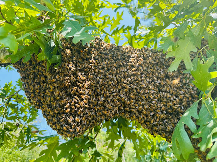 Local beekeeper saves swarm of 30,000 bees