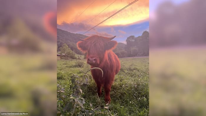 YOUR PHOTOS: Top 10 summer pics in Southwest, Central VirginiaðŸ"¸ - Vimarsana News