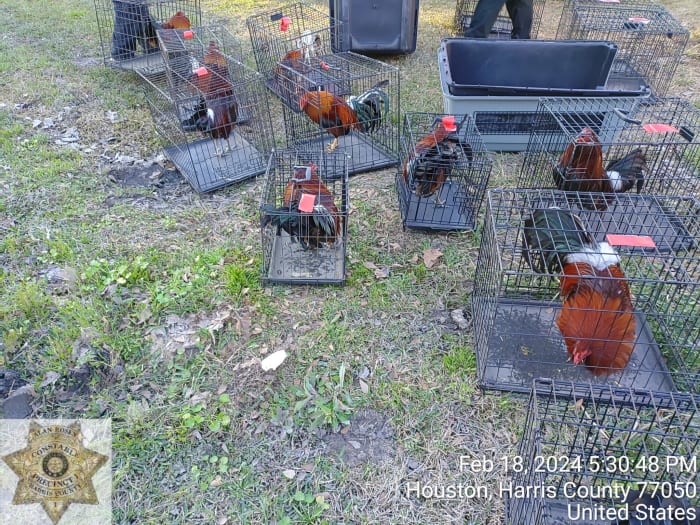 1 arrested, multiple citations issued after cockfighting investigation in Harris County - Vimarsana News