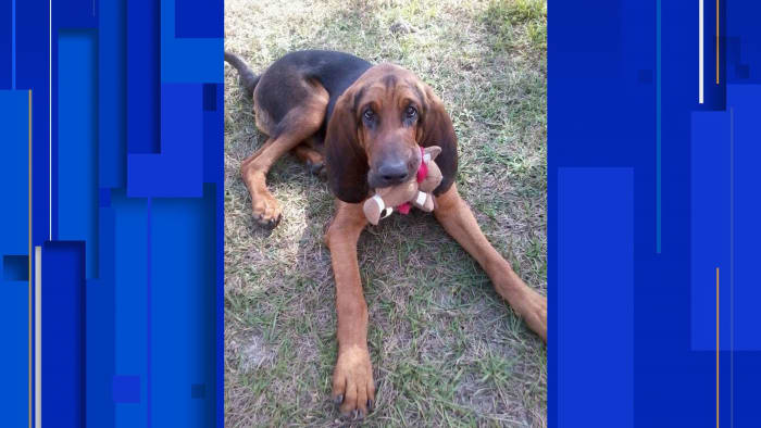 Retired 7year veteran K9 laid to rest in Putnam County