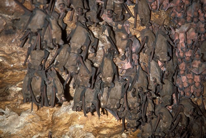 San Antonio ACS says to leave bats alone amid surge in calls; only report sick, injured animals ðŸ¦‡ - Vimarsana News