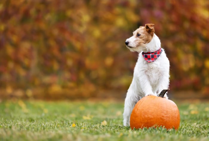 Tips on how to make a holiday plate that’s safe for your pet to consume