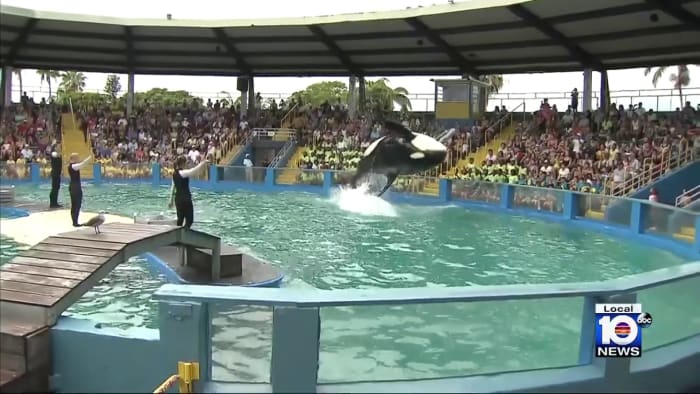 Miami Seaquarium provides health update on Lolita the orca