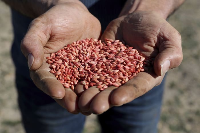 Australia suspends WTO case against China on barley tariffs