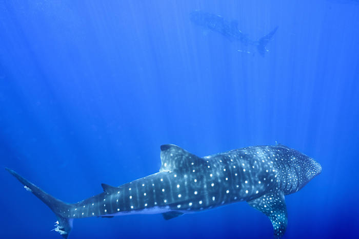 Where do whale sharks mate? The search to learn where the magic happens for the world's biggest fish