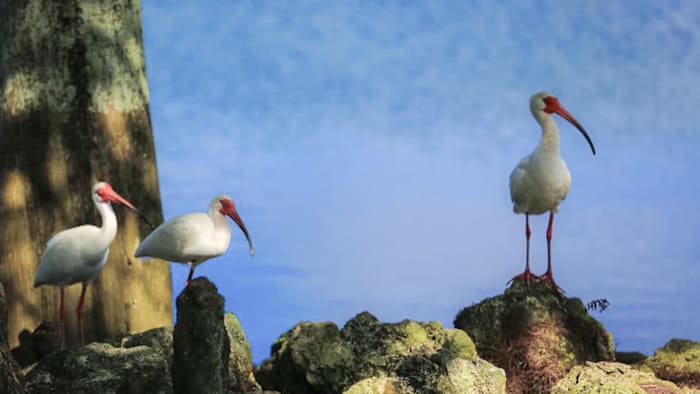 From myth to meteorology: The science behind the hurricane bird