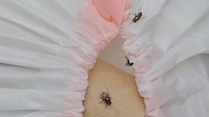‘A huge swarm:’ Flies infest Conway community, neighbors beg for Orange County for help