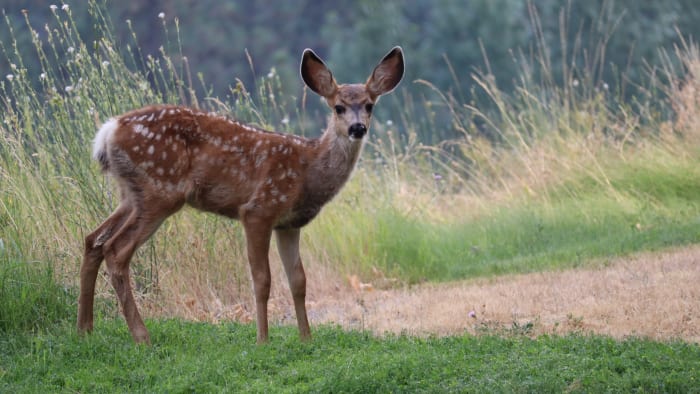 Nature curiosity: How do deer stay warm in winter?