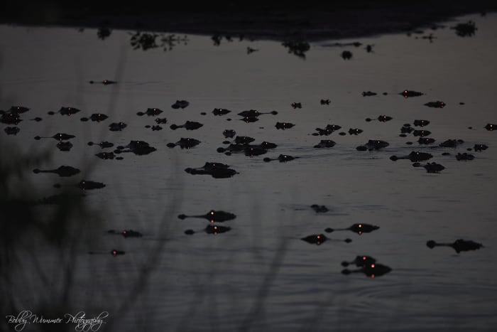Photographer captures photo of lurking alligators in Florida swamp