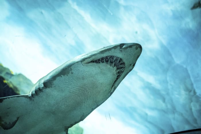 SeaWorld Orlando's "Inside Look" returning with new experiences - Vimarsana News