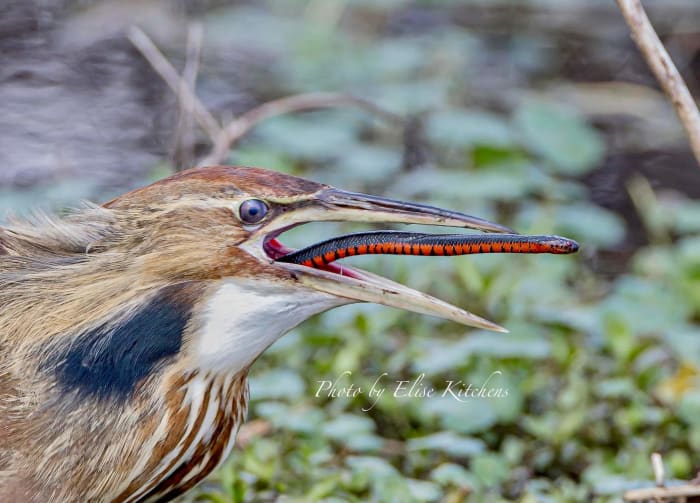 Snake claims nope when chicken attempts to take in it at Brazos Bend Point out Park