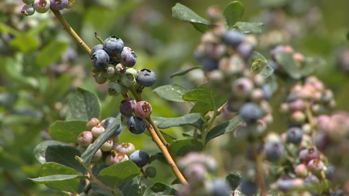 Blueberries are blooming. Where to find U-Pick farms in Central Florida