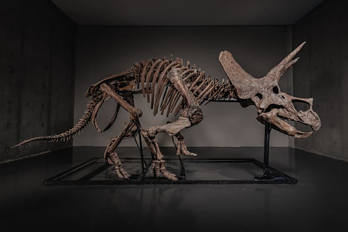 ksat.com - R.J. Rico - Triceratops skeleton 'Trey' to hit the auction block as dinosaur market soars