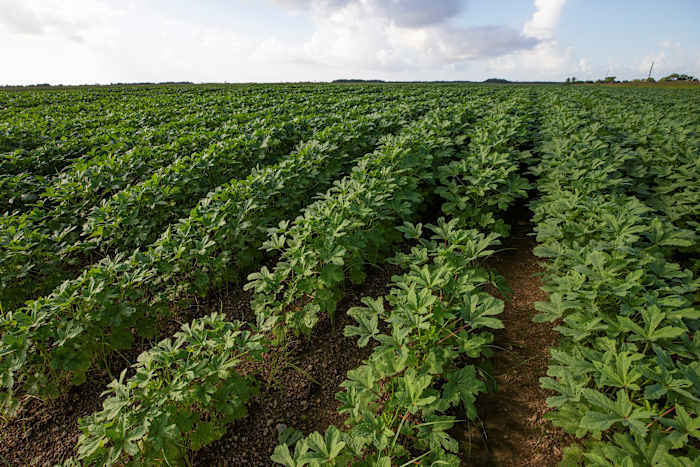 Okra emerges as versatile crop for Florida home gardens, small farms, UF study finds
