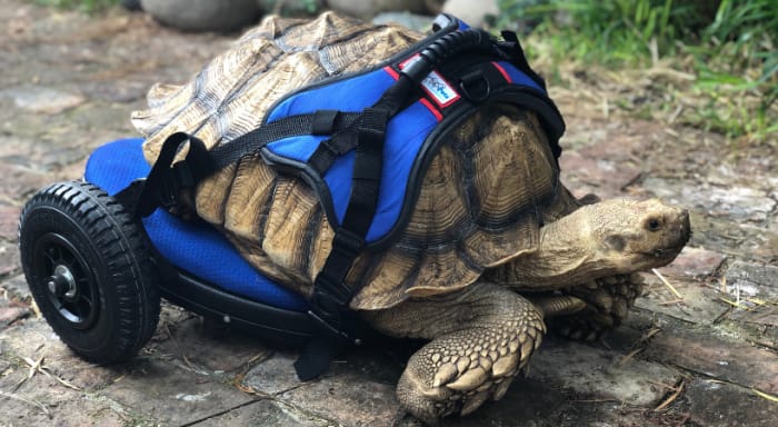 A 'big Dill!:' Houston Zoo's oldest tortoise 'Mr. Pickles' becomes