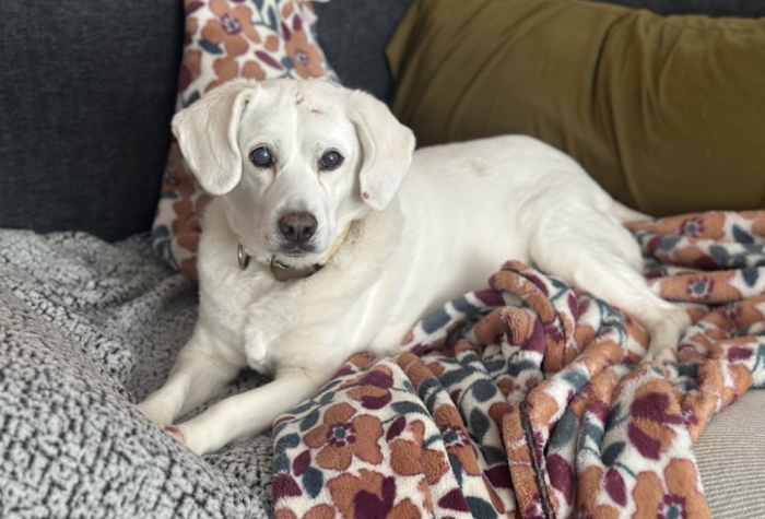 Dog seized from NE Side home after animal cruelty case adopted by Iowa family, BCSO says